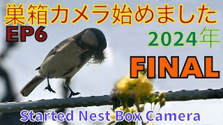 Started Nest Box Camera 2024 EP6 Fledging Episode  Messing Up, Sorry  #Gratetitmouse #NestBoxCamera