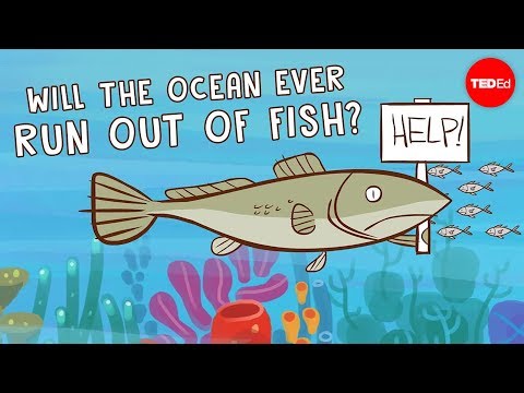 What is the cause for the major decline in the worldwide fish catch?