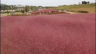 首爾~安成農田＊天空公園…  粉紅芒草