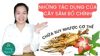 Dược liệu sâm bố chính giúp chữa suy nhược cơ thể, kém ăn, kém ngủ có hiệu quả