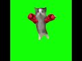 happy happy happy cat with boxing gloves /edited by @ranggadio17