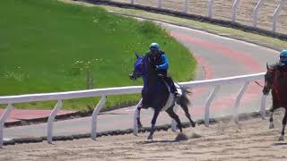 2018北海道トレーニングセール公開調教　エムオーフィーバー2016