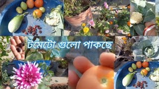 বাগানের টমেটো ও মালবেরি পাকতে শুরু করেছে। #vegitablegardening #gardeningvideos #rooftopterrace