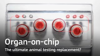 Organ-on-chip: the ultimate animal testing replacement?