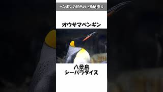 日本は世界有数のペンギン飼育国！意外と知らない豆知識・面白い雑学やトリビアを解説 #ペンギン #shorts #shortvideo #short