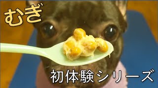 むぎの家　初体験シリーズ　納豆編　保護犬フレンチブルドッグ　むぎ