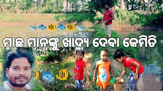 ପୋଖରୀରେ ମାଛ ମାନଙ୍କୁ ଖାଦ୍ୟ କେମିତି ଦିଆଯାଏ 😍🤪 ll Odia Bkm 🐟🐟