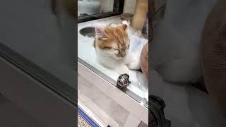 お昼寝中の小猫