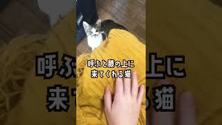 [Protective kitten] A cat that sits on your lap when you call \