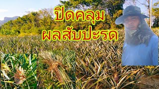 สอนวิธี ปิดคลุม ลูกสับปะรด@เชฟหนุ่มนําโชคฮานอยเด็ด