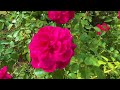 【keisei rose garden】in autumn roses bloom again 2024