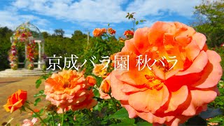 【Keisei Rose Garden】In autumn, roses bloom again 2024