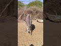 donkey full funny animals foryou success