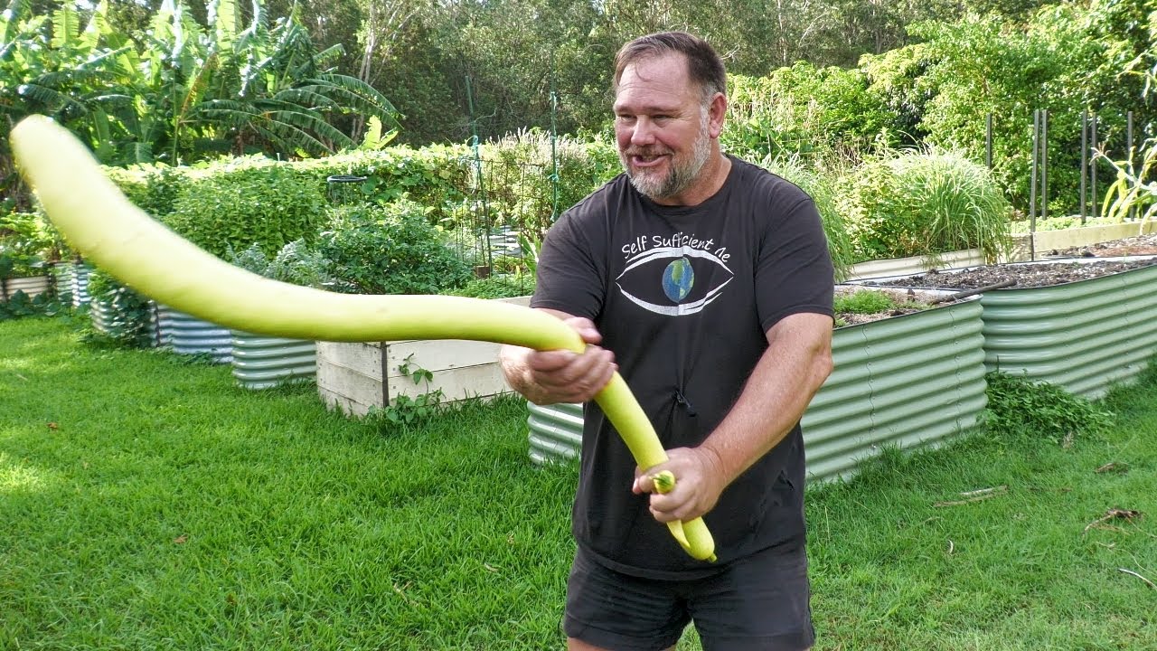 What's Growing Now? Vegetable Garden Tour