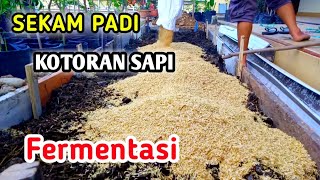 CARA MEMBUAT SEKAM PADI FERMENTASI DENGAN KOTORAN SAPI ATAU KOTORAN KAMBING TANPA EM4 - ORGANIK