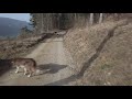 wandern mit hund welschenrohr wolfsschlucht bärenloch