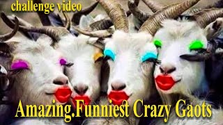 Funniest Best Animals Videos😂 Crazy Gaots Funny 😂 Animal Videos