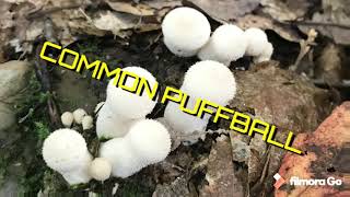 Common Puffball