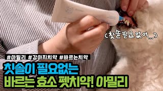 강아지를 위한 치약 추천, 칫솔이 필요없는 바르는 효소 펫치약[아밀리치약] 🐶