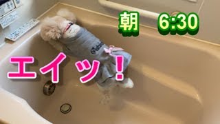 293.朝の6時30分にお風呂に入りたがる愛犬と出勤時間を気にする飼い主