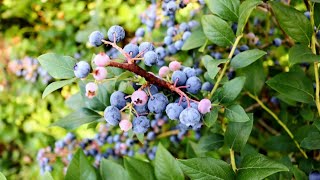 The Largest and Tastiest Blueberries ANYONE Could Ask for!