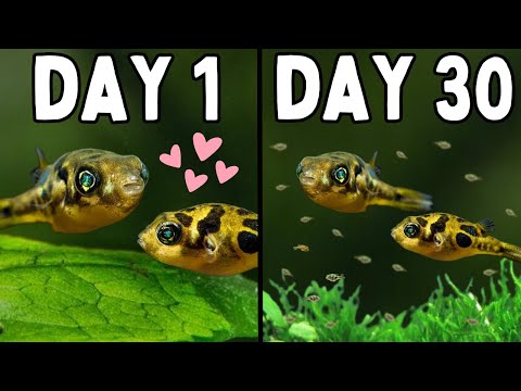 How do puffer fish make babies?