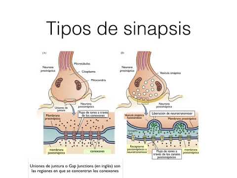 Sinapsis - Generalidades - YouTube