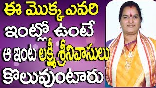 ఈ మొక్క ఎవరి ఇంట్లో ఉంటే - Maruvam Plant In Telugu - Maruvam Plant - Maruvam Plant Uses - Devotional