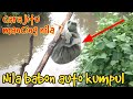 cara membuat bom pengumpul ikan nila langsung tes