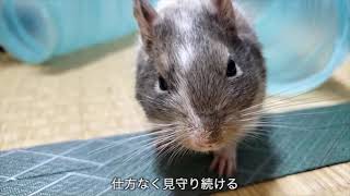 いつもよりお兄ちゃんなラムネ(デグー三兄弟日誌72)