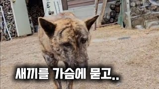 새끼를 가슴에 묻은 어미개의 특별한 이야기