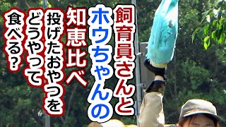 飼育員さんとホウチャンの知恵比べ💗投げたおやつをどうやって食べる？【天王寺動物園】