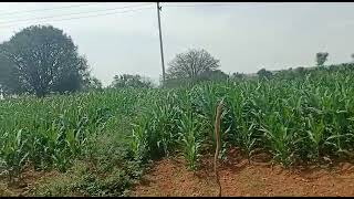 Land for sale in koratagere town near 8km Village attached land 1.20acre total 65laks pH 9739628504