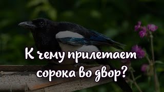 Несет большие расходы, бурное застолье или скорую смерть к чему прилетает сорока во двор?