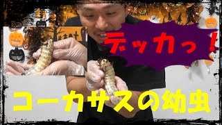 フジコンさんでいただいた【コーカサス】の幼虫がデッカくなっていて驚きました！ Beetle or stag beetle videos