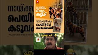 മുമ്പ് നായകളെ പെയിന്റടിച്ച് പാണ്ടകളാക്കി കാണികള്‍ക്ക് മുൻപിൽ പ്രദർശിപ്പിച്ചത് ഏറെ ചർച്ചയായിരുന്നു 😂