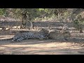 proses perkawinan macan tutul _ leopard mating process