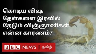 கொடிய விஷத் தேள்களை இரவில் தேடும் விஞ்ஞானிகள் - என்ன காரணம்?