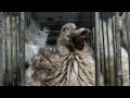 shocking cruelty exposed at caracierzos foie gras farm animal equality