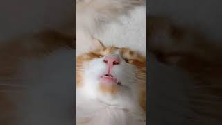 寝顔がブサイク過ぎて逆に愛しい猫　ノルウェージャンフォレストキャット（A cat with a ugly sleeping face）#Shorts