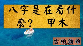 【古柏論命-張古柏】八字是在看什麼 – 甲木