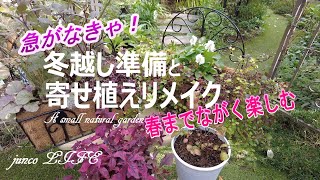 【冬のガーデニング】 アルテルナンテラ・ジュズバニラ・ユーフォルビアダイアモンドフロストの冬越し/秋薔薇/18歳の愛猫うしくん