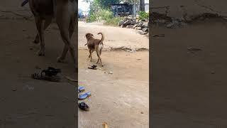 Dog Cat walk. ನಾಯಿ ಕ್ಯಾಟ್‌ವಾಕ್ ಮಾಡುತ್ತಿದೆ.