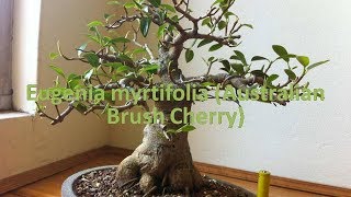 Eugenia myrtifolia (Australian Brush Cherry)