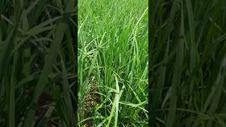 Paddy growing...#paddy #nature #field #greenery