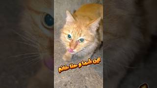 دلتون برای حناخانم تنگ نشد 🐱 ❤️#catlover  #گربه