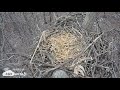 2019 hanover nest building time lapse hdontap.com