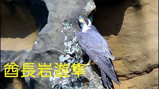 (2020年)酋長岩遊隼_EP64_親鳥篇_200524