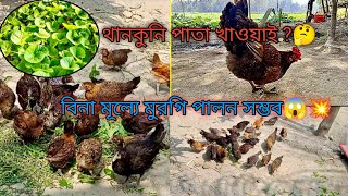 বিনা খরচায় মুরগি পালন//প্রাকৃতিক খাদ্যেই মুরগিকে সুস্থ থাকবে😊