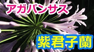 愛の花・アガパンサス（紫君子蘭）の美しい花姿